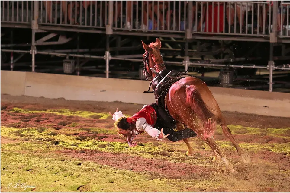 Action Equicoaching — photo 3