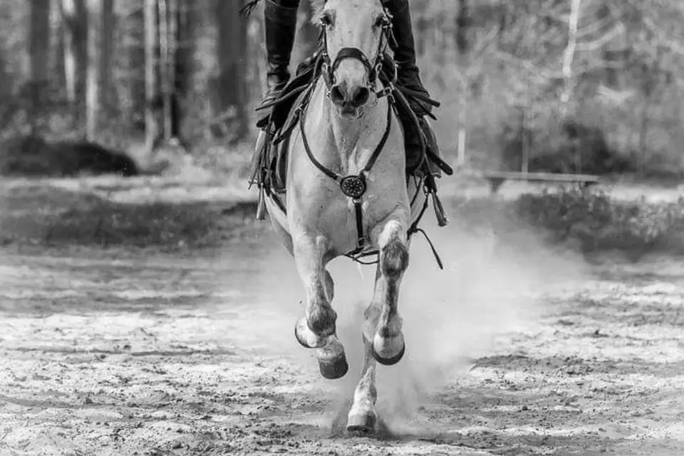 Action Equicoaching — photo 4