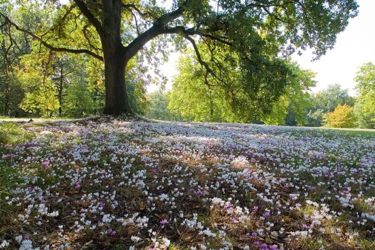 Domaine de la Tortinière — photo 1