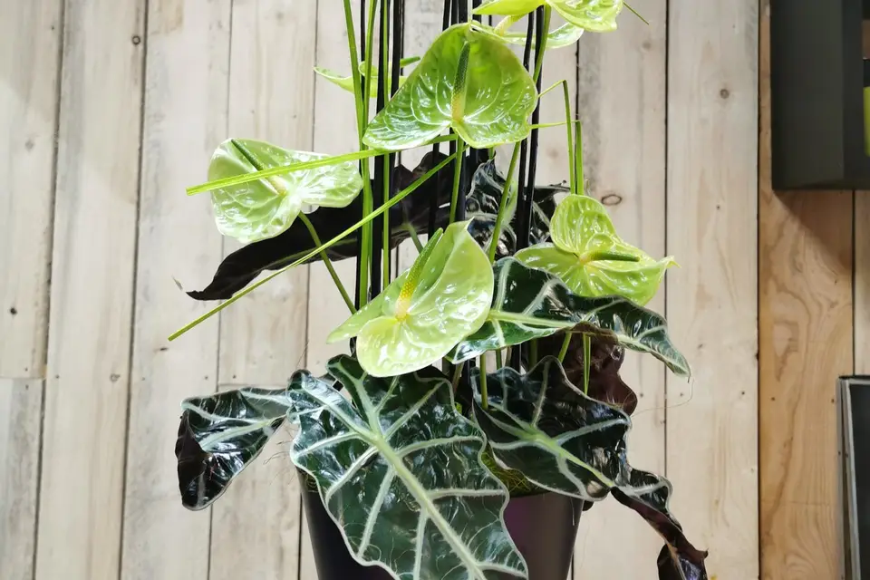 Il Etait Une Fleur — photo 6