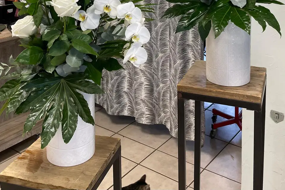 Eglantine et Pivoine — photo 1