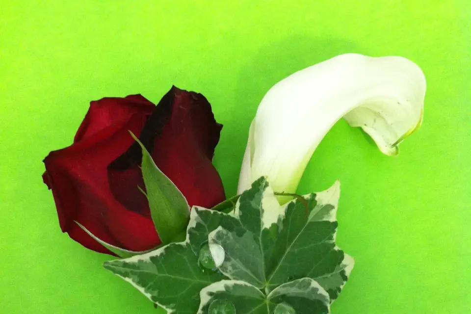 Argence Fleurs — photo 4