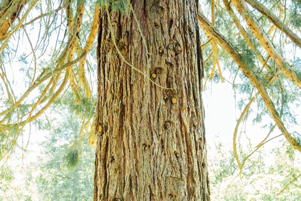 Pixel Studio — photo 5