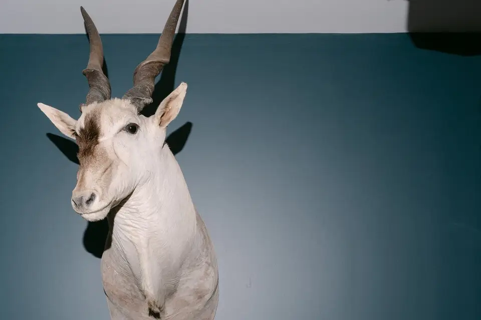 Les Deux Grands — photo 3