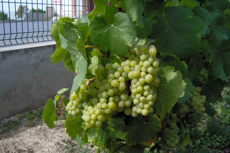 Champagne Veuve Maurice Lepitre — photo 6