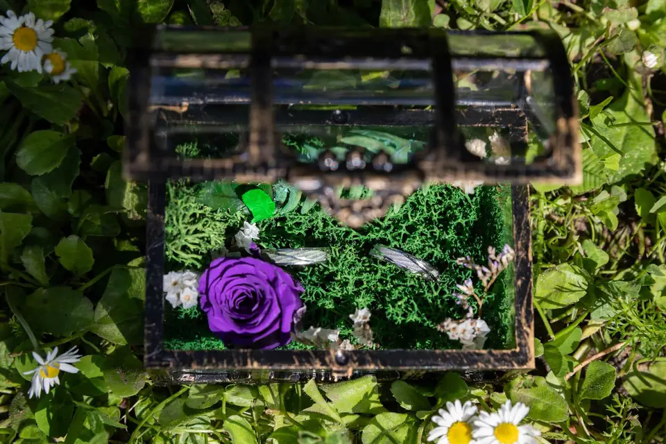 Le jardin des immortelles — photo 2