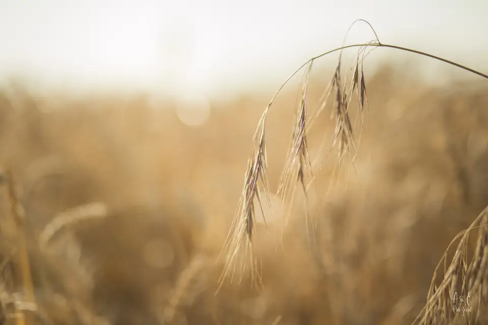 A&E Mazaré — photo 7