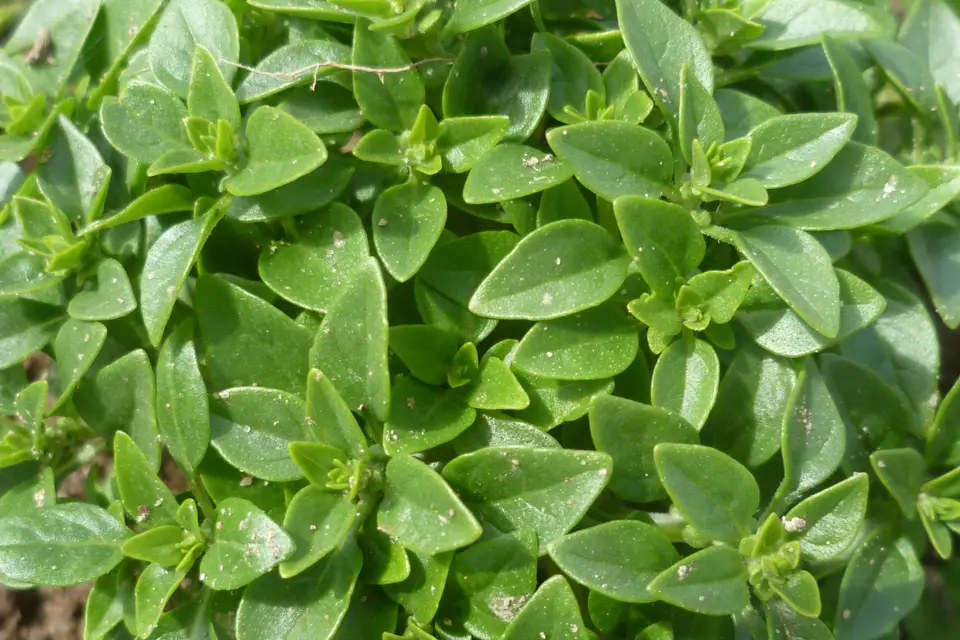 Emmagine Le Bout du Monde — photo 5