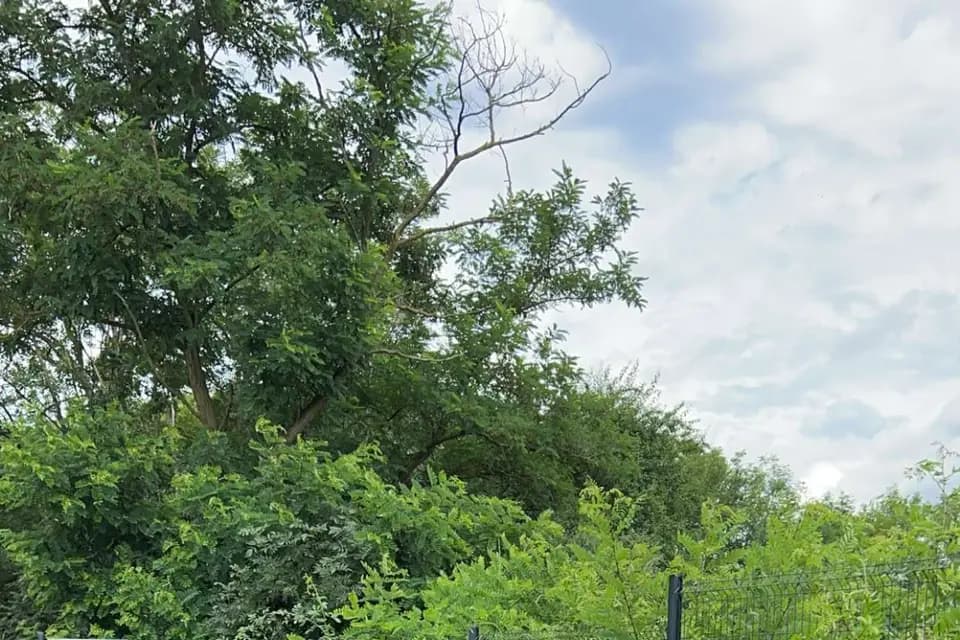 Vermond Prestige — photo 6