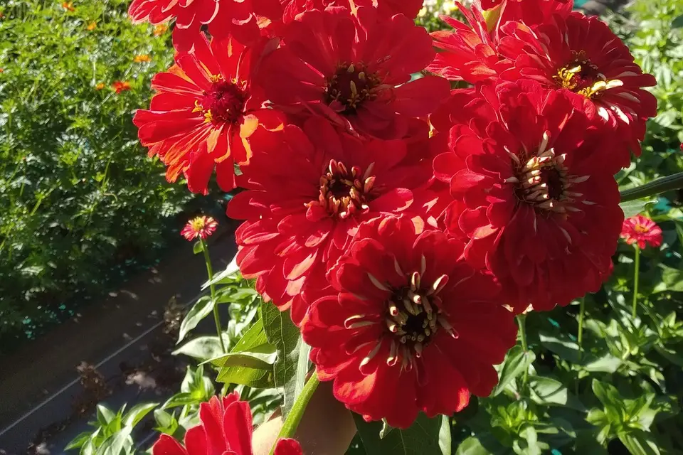 Fleurs du Brionnais — photo 8