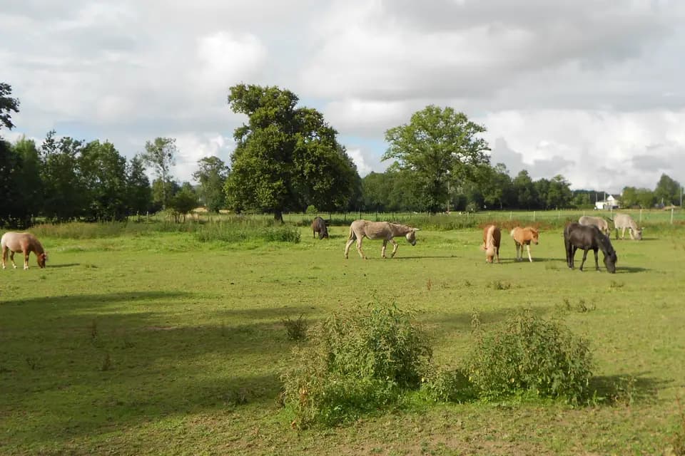 Gîte de la Brissais — photo 5