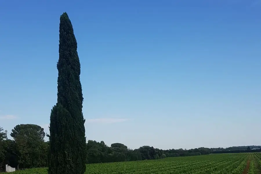 Alliance Magique — photo 2