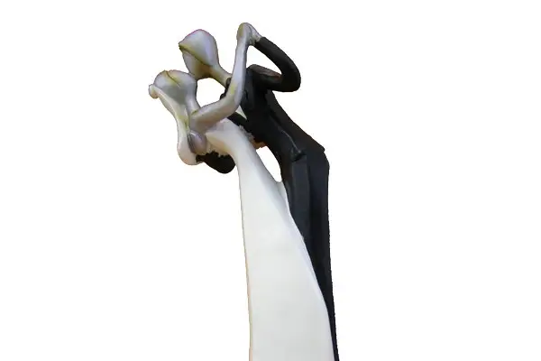 Jour de Fête — photo 4