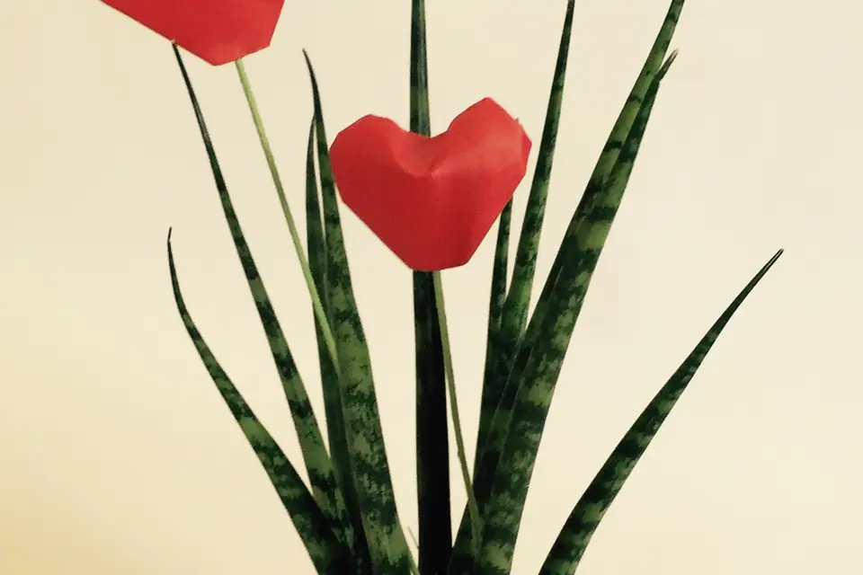 Pli Renversé — photo 1