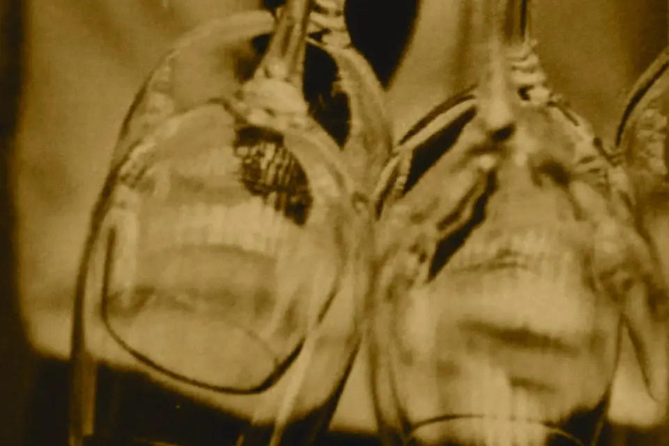 Cellar-Doors — photo 5