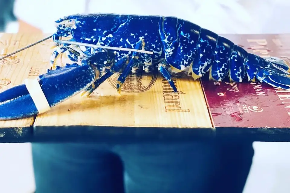 Le Homard Frites — photo 3