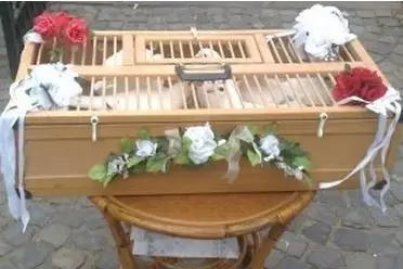 Pigeondemariage — photo 1