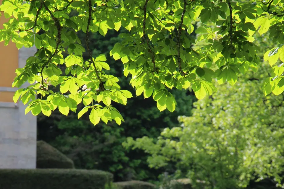 Les Fées de Rêve — photo 4