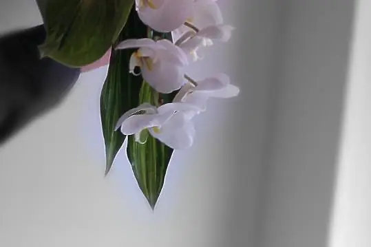 Le Lys Blanc — photo 4