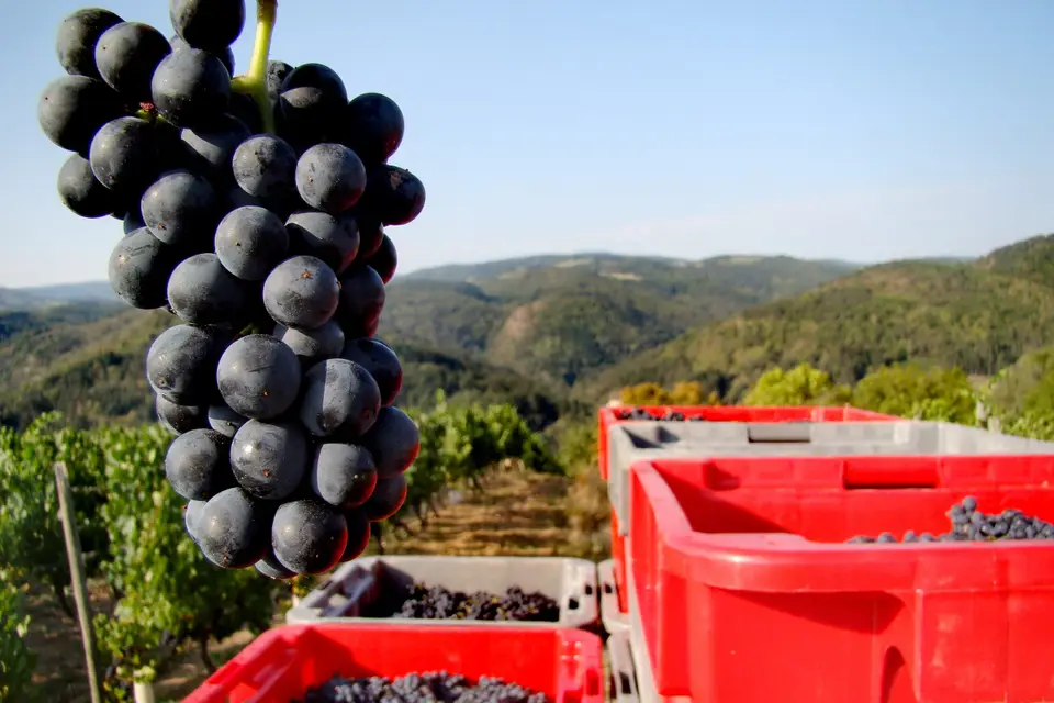 Agamy Vilavigne Trelins — photo 7