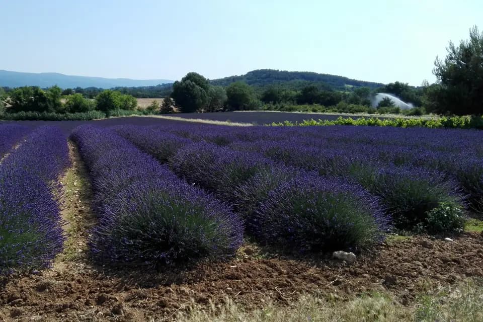Une Ruche en Provence — photo 8