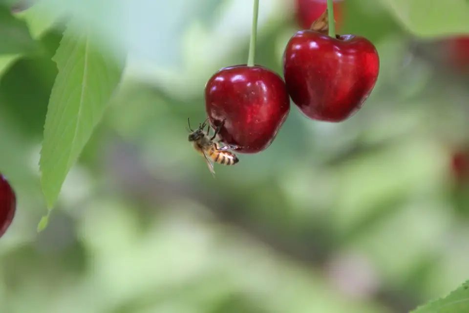 Une Ruche en Provence — photo 7