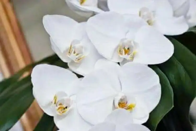 Couleur Pivoine — photo 6