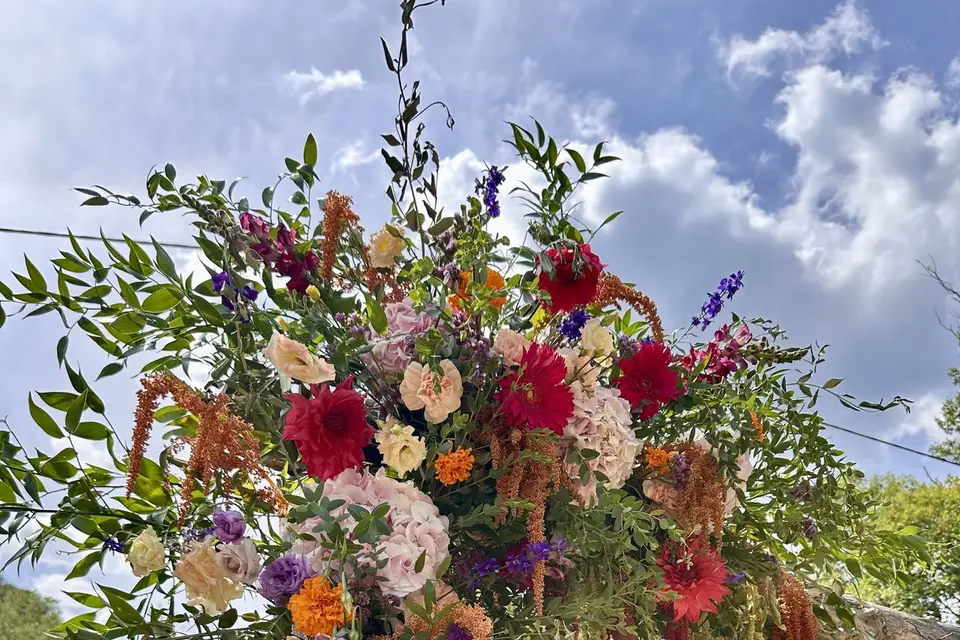 Mimimosa — photo 2