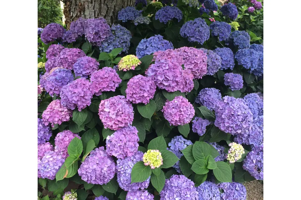 La Vieille Auberge — photo 5