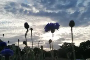 Au Pré Fleuri — photo 2