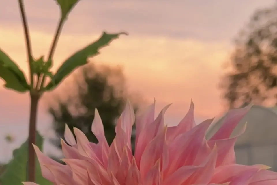 Floriferme — photo 3