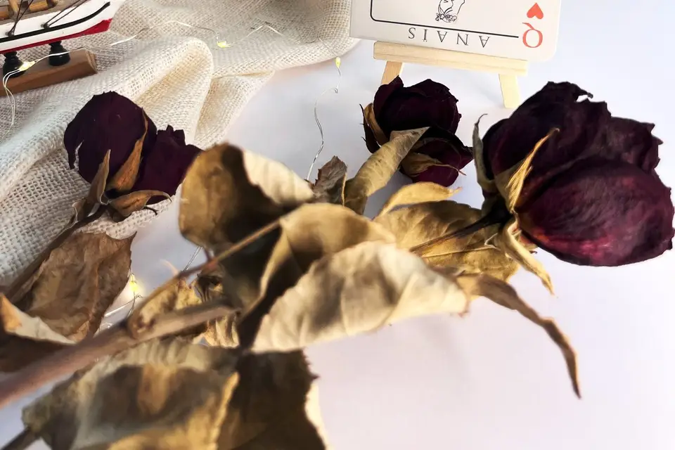 Éco Quelicot — photo 6