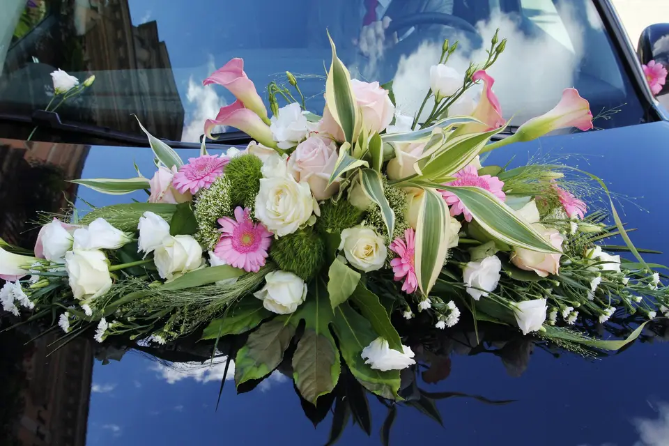 Alpha Photo — photo 2