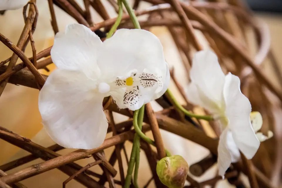 Ô Services de l'Evènement — photo 5