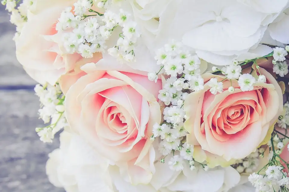 Robin Photograph’ — photo 5