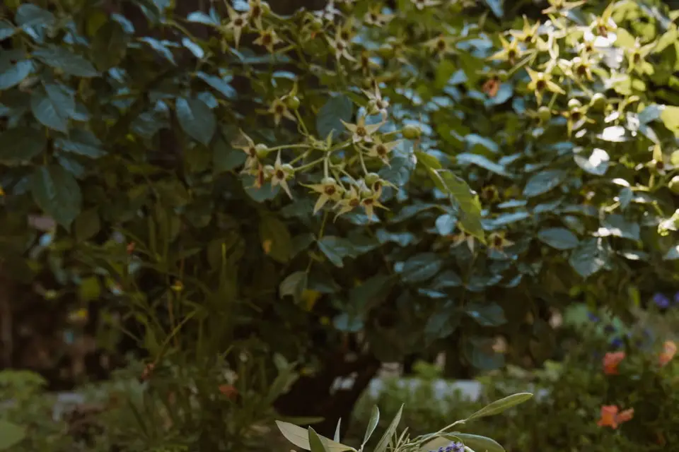 La Bohème — photo 1