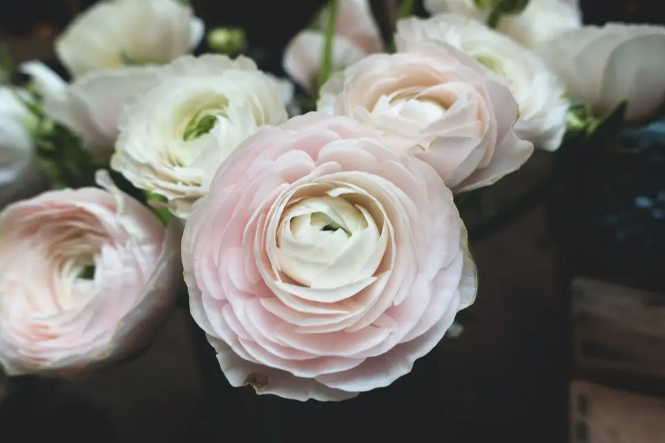 La Nature chez Vous — photo 2