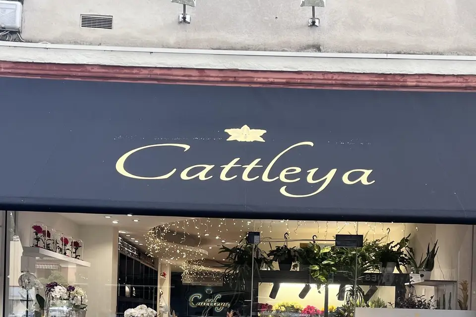 Cattleya — photo 2