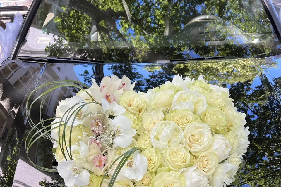 Cattleya — photo 6