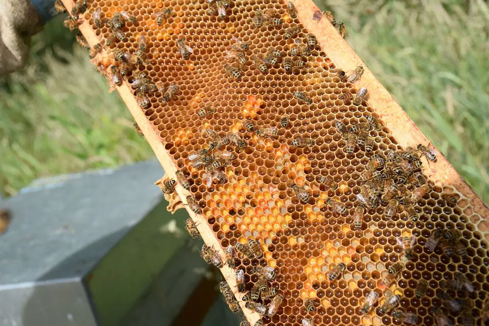 Les Belles Demois'Ailes — photo 4