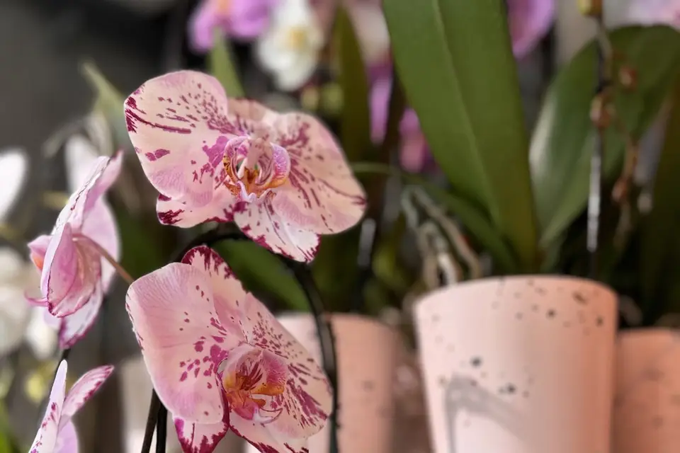 Le Pot O Roses — photo 4