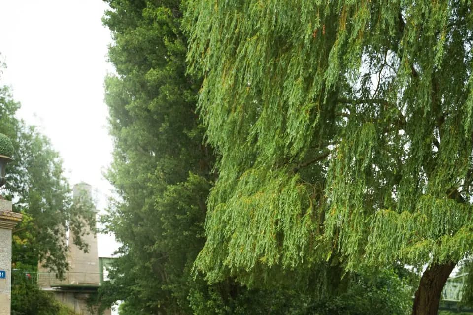 Miloo Loc — photo 1