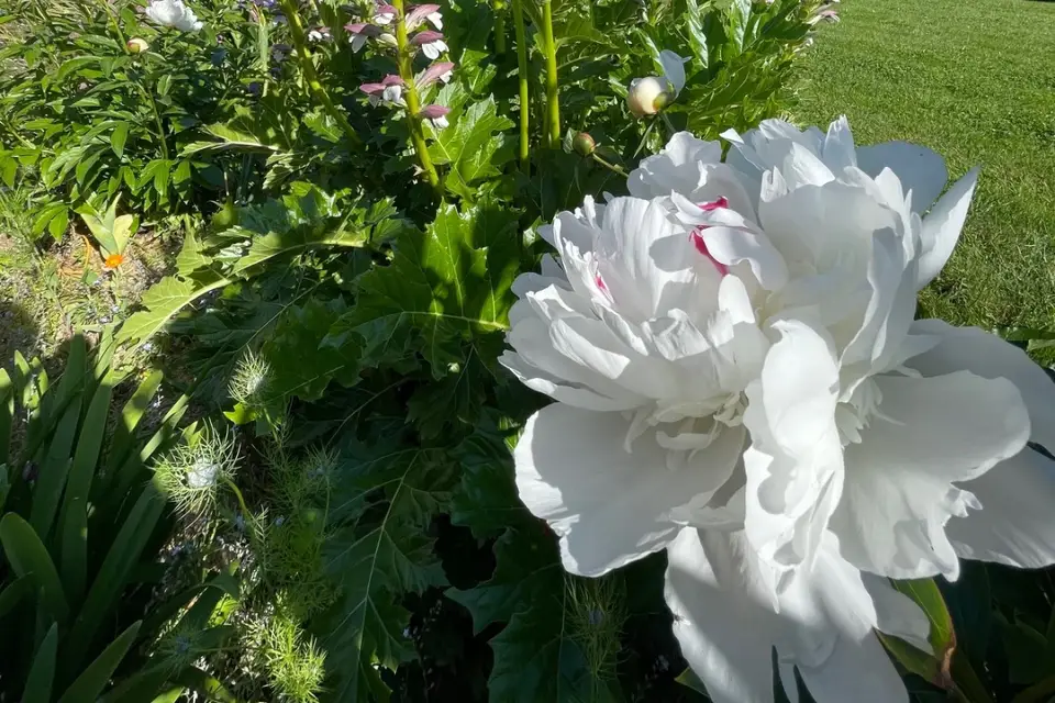 La Belle Aventure — photo 3