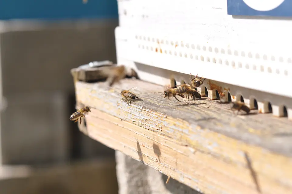 Domaine des Trois Gouttes — photo 1