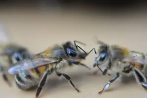 Domaine des Trois Gouttes — photo 3