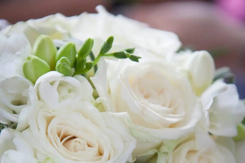 Pensée Bohème — photo 1