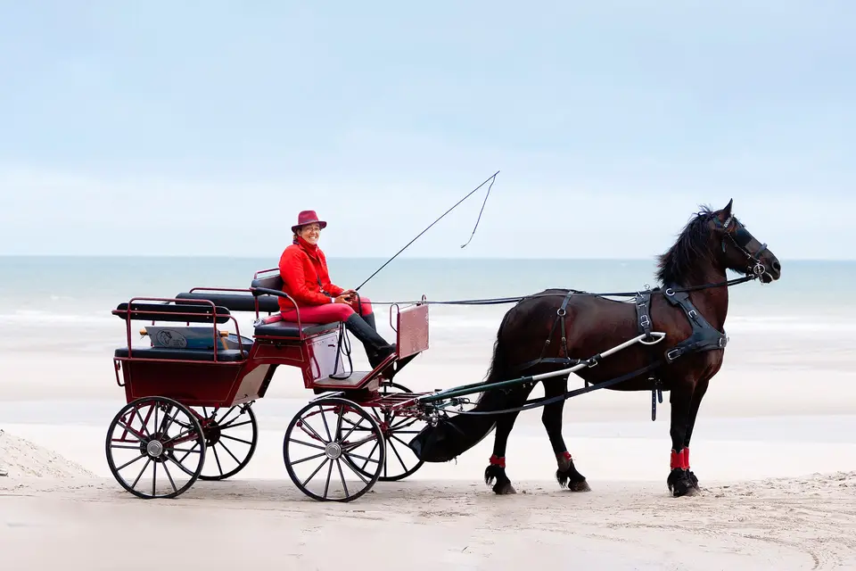 Calèche le Frison d'Alex — photo 6