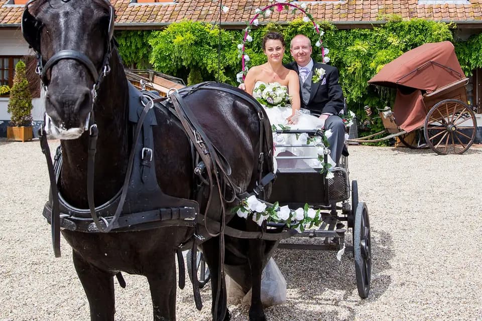 Calèche le Frison d'Alex — photo 8