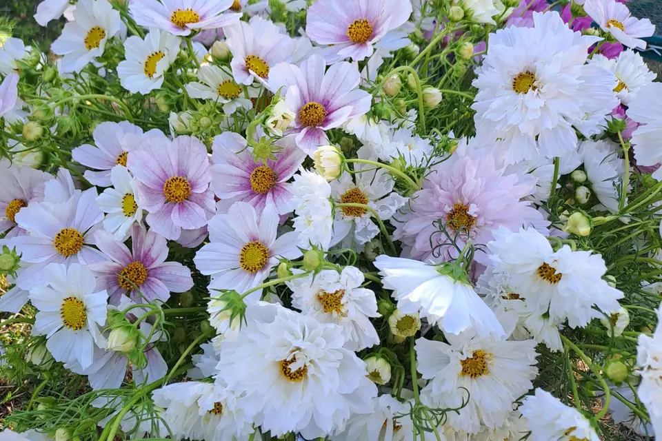 La Ferme d'Henryette — photo 1