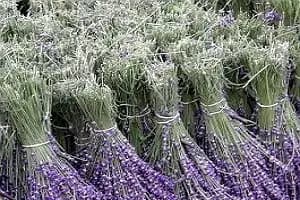 Pluie de Lavande — photo 2